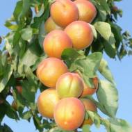 Саженец абрикос колоновидный Принц Март в контейнере